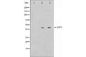 Western blot analysis on HeLa and HepG2 cell lysate using USF2 Antibody. (USF2 抗体  (Internal Region))