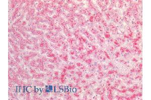 ABIN2613427 (5µg/ml) staining of paraffin embedded Human Liver. (FGA 抗体  (AA 123-135))