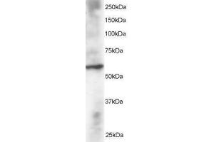 Image no. 1 for anti-Dual Specificity Phosphatase 8 (DUSP8) (N-Term) antibody (ABIN374169) (DUSP8 抗体  (N-Term))