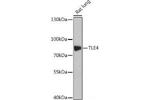 Western blot analysis of extracts of Rat lung using TLE4 Polyclonal Antibody at dilution of 1:1000. (TLE4 抗体)