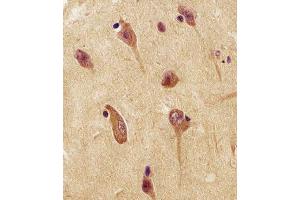 Antibody staining UCHL1 in human brain tissue sections by Immunohistochemistry (IHC-P - paraformaldehyde-fixed, paraffin-embedded sections). (UCHL1 抗体  (C-Term))