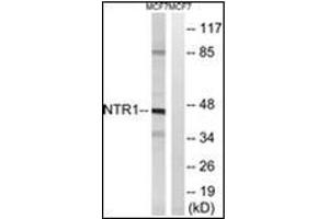 Western blot analysis of extracts from MCF7 cells, using NTSR1 antibody. (NTSR1 抗体)