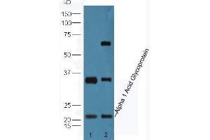Lane 1: Human HepG2 cell lysates Lane 2: Mouse lung lysates probed with Anti-Alpha 1 Acid Glycoprotein Polyclonal Antibody, Unconjugated  at 1:5000 90min in 37˚C. (ORM1 抗体  (AA 101-201))