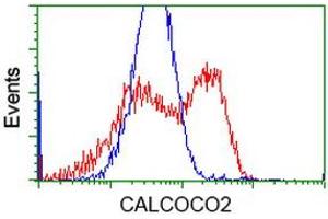 HEK293T cells transfected with either RC203843 overexpress plasmid (Red) or empty vector control plasmid (Blue) were immunostained by anti-CALCOCO2 antibody (ABIN2453914), and then analyzed by flow cytometry. (CALCOCO2 抗体)