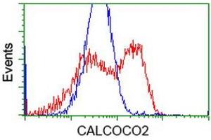 HEK293T cells transfected with either RC203843 overexpress plasmid (Red) or empty vector control plasmid (Blue) were immunostained by anti-CALCOCO2 antibody (ABIN2453914), and then analyzed by flow cytometry. (CALCOCO2 抗体)