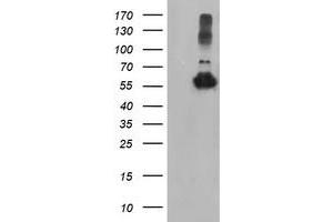 Western Blotting (WB) image for anti-Tubulin, alpha-Like 3 (TUBAL3) (AA 150-446) antibody (ABIN1490955) (TUBAL3 抗体  (AA 150-446))