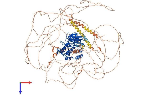 TTBK1 Protein (AA 1-1308) (His tag)