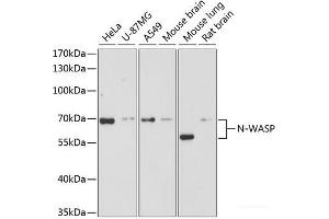Western blot analysis of extracts of various cell lines using N-WASP Polyclonal Antibody at dilution of 1:3000. (Neural Wiskott-Aldrich syndrome protein (WASL) 抗体)