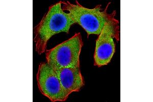 Immunofluorescent analysis of 4 % paraformaldehyde-fixed, 0. (OPN-A,b (AA 14-40), (N-Term) 抗体)