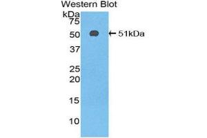 Western Blotting (WB) image for anti-Serpin Family C Member 1 (SERPINC1) (AA 33-465) antibody (ABIN1077810) (SERPINC1 抗体  (AA 33-465))