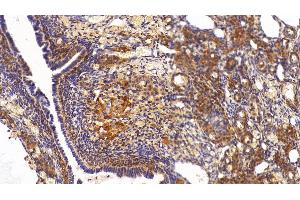 Detection of GAPDH in Rat Ovary Tissue using Anti-Glyceraldehyde-3-Phosphate Dehydrogenase (GAPDH) Monoclonal Antibody (GAPDH 抗体  (AA 2-148))