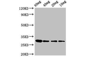 Western Blot Positive WB detected in Recombinant protein All lanes: RNU2 antibody at 3. (RNU2 抗体  (AA 1-114))