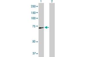 Western Blot analysis of SRBD1 expression in transfected 293T cell line by SRBD1 MaxPab polyclonal antibody. (SRBD1 抗体  (AA 1-620))