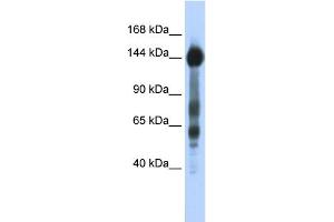 WB Suggested Anti-SREBF1 Antibody Titration:  0. (SREBF1 抗体  (N-Term))