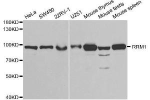 Western blot analysis of extracts of various cell lines, using RRM1 antibody. (RRM1 抗体  (AA 593-792))