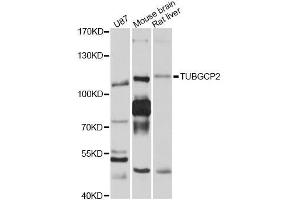 Western blot analysis of extracts of various cell lines, using TUBGCP2 antibody (ABIN5999122) at 1/1000 dilution. (TUBGCP2 抗体)