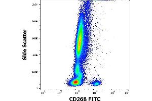 Flow cytometry surface staining pattern of human peripheral whole blood stained using anti-human CD268 (11C1) FITC antibody (10 μL reagent / 100 μL of peripheral whole blood). (TNFRSF13C 抗体  (FITC))