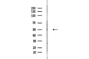 Western blot analysis of lysates from F10-LUC cells(heat-shock,45 min treatment), using FOXRE Antibody at 1/1000 dilution.