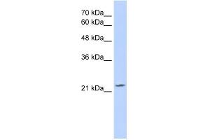 OVOL1 antibody  (C-Term)