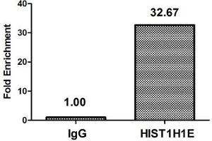 Chromatin Immunoprecipitation Hela (4*10 6 , treated with 30 mM sodium butyrate for 4h) were treated with Micrococcal Nuclease, sonicated, and immunoprecipitated with 5 μg anti-HIST1H1E (ABIN7139191) or a control normal rabbit IgG. (HIST1H1E 抗体  (acLys63))