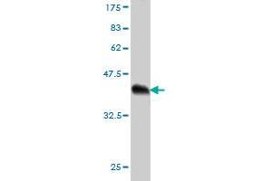 Western Blotting (WB) image for anti-Protein Kinase C, zeta (PRKCZ) (AA 165-255) antibody (ABIN562397)