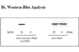 Image no. 4 for Signal Transducer and Activator of Transcription 3 (Acute-Phase Response Factor) (STAT3) ELISA Kit (ABIN625245)