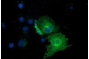 Anti-EXD1 mouse monoclonal antibody (ABIN2453981) immunofluorescent staining of COS7 cells transiently transfected by pCMV6-ENTRY EXD1 (RC206223). (EXD1 抗体)