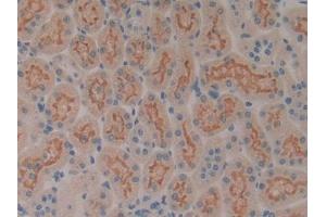 DAB staining on IHC-P; Samples: Rat Kidney Tissue (SP100 抗体  (AA 116-333))