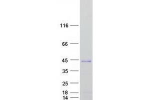 Western Blotting (WB) image for SRY (Sex Determining Region Y)-Box 2 (SOX2) protein (Myc-DYKDDDDK Tag) (ABIN2732450)