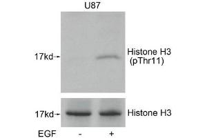 Western blot analysis of extracts from U87 cells untreated or treated with EGF using Histone H3(Phospho-Thr11) Antibody. (HIST1H3A/HIST2H3A/H3F3A (pThr11) 抗体)