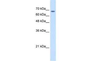 Western Blotting (WB) image for anti-Transmembrane 9 Superfamily Member 1 (TM9SF1) antibody (ABIN2463972) (TM9SF1 抗体)