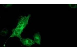 Anti-MGLL mouse monoclonal antibody (ABIN2454565) immunofluorescent staining of COS7 cells transiently transfected by pCMV6-ENTRY MGLL (RC218358). (MGLL 抗体)