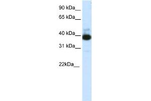 WB Suggested Anti-TTC19 Antibody Titration:  1. (TTC19 抗体  (C-Term))