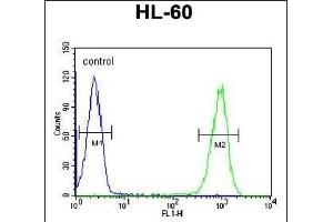 COI Antibody (N-term) (ABIN651142 and ABIN2840096) flow cytometric analysis of HL-60 cells (right histogram) compared to a negative control cell (left histogram). (TMEM57 抗体  (N-Term))