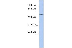 WB Suggested Anti-ETS2 Antibody Titration:  0. (ETS2 抗体  (Middle Region))
