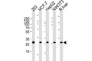Western blot analysis of lysates from 293,MCF-7,HepG2,mouse NIH/3T3 cell line and rat liver tissue (from left to right),using USF1 Antibody (Center) (ABIN1882051 and ABIN2838485). (Prohibitin 抗体  (AA 1-205))