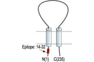 Representative domain view of the target of ABIN7581909.