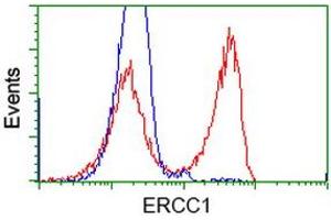 HEK293T cells transfected with either RC200478 overexpress plasmid (Red) or empty vector control plasmid (Blue) were immunostained by anti-ERCC1 antibody (ABIN2453005), and then analyzed by flow cytometry. (ERCC1 抗体)