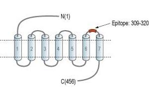 anti-G Protein-Coupled Receptor 39 (GPR39) (3rd Extracellular Loop), (AA 309-320) antibody