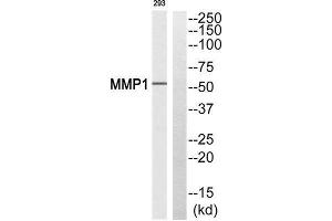 Western Blotting (WB) image for anti-Matrix Metallopeptidase 1 (Interstitial Collagenase) (MMP1) (Cleaved-Pro269) antibody (ABIN1853585) (MMP1 抗体  (Cleaved-Pro269))