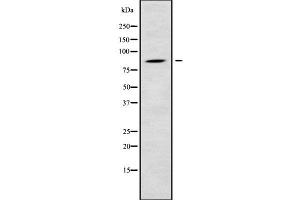 Western blot analysis of RGL1 using COLO205 whole cell lysates (RGL1 抗体  (Internal Region))