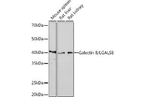 Western blot analysis of extracts of various cell lines, using Galectin 8/LGRabbit mAb (ABIN7268201) at 1:1000 dilution.