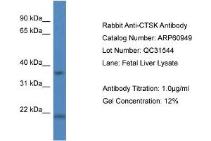 Western Blotting (WB) image for anti-Cathepsin K (CTSK) (Middle Region) antibody (ABIN2788629) (Cathepsin K 抗体  (Middle Region))