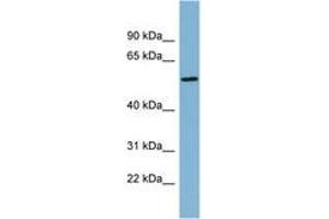 Image no. 1 for anti-Mesoderm Induction Early Response 1, Family Member 2 (MIER2) (AA 287-336) antibody (ABIN6742143) (MIER2 抗体  (AA 287-336))
