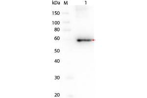 Western Blot of AKT3 Human Recombinant Protein Lane 1: SuperSignal MW markers. (AKT3 蛋白)