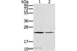 Western blot analysis of Human normal right lung and normal left lung tissue, using EDN2 Polyclonal Antibody at dilution of 1:600 (Endothelin 2 抗体)