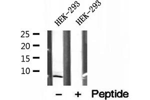 Western blot analysis of extracts of HEK-293 cells, using SEC61G antibody. (SEC61G 抗体  (Internal Region))