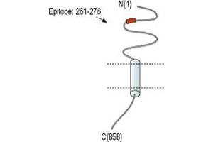 anti-Neural Cell Adhesion Molecule 1 (NCAM1) (AA 261-276), (Extracellular), (N-Term) antibody