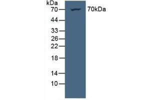 Detection of NUP85 in Human HeLa Cells using Polyclonal Antibody to Nucleoporin 85 (NUP85) (NUP85 抗体  (AA 130-368))