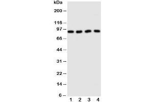 Western blot testing of CUL3 antibody and Lane 1: human HeLa;  2: (h) MCF-7;  3: rat testis;  4: (r) brain tissue lysate. (Cullin 3 抗体  (Middle Region))